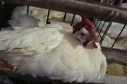 هشدار دامپزشکی سیرجان درباره فصل شیوع آنفلوانزای فوق حاد پرندگان